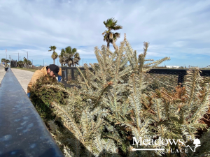 Christmas-Tree-Recycle-Jan-2023-1400x1080-Express-8