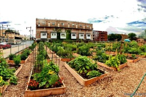 Jon-Petersons-peterson-garden-project-360x200