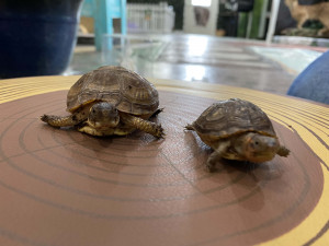 Nature-Center-Square-29